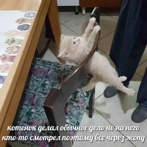 Котенок делает всё через жопу