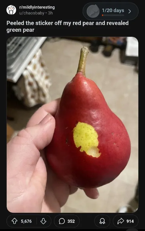 Red Pear Reveals Green Pear