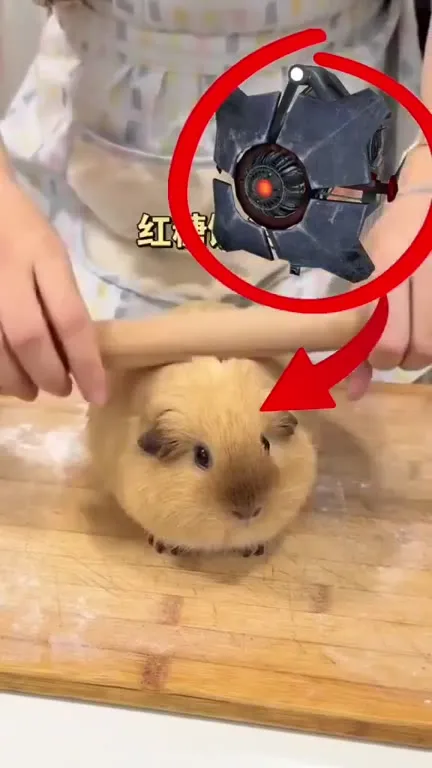 仓鼠变成星际战机