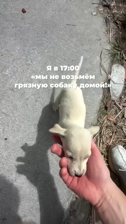 Собаки будут чистыми