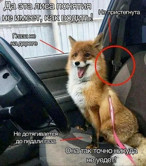 Лиса не умеет водить