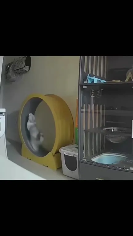 Cats Being Weird Together