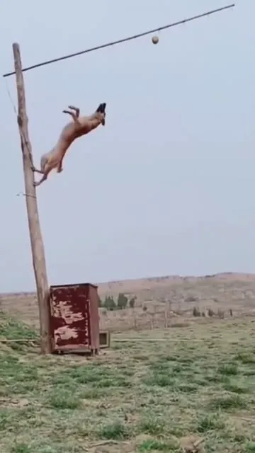 Не поймал мяч