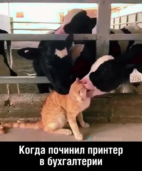 Когда починил принтер в бухгалтерии