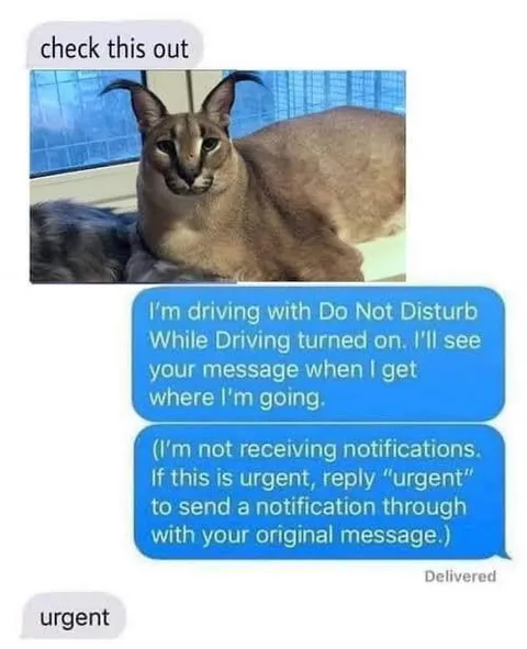 Urgent Reply to Do Not Disturb