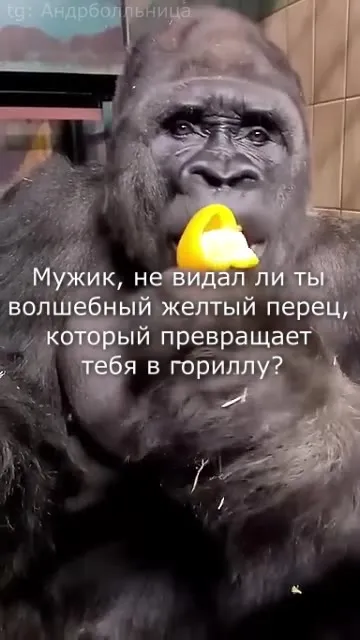 Горилла нашла волшебный перец