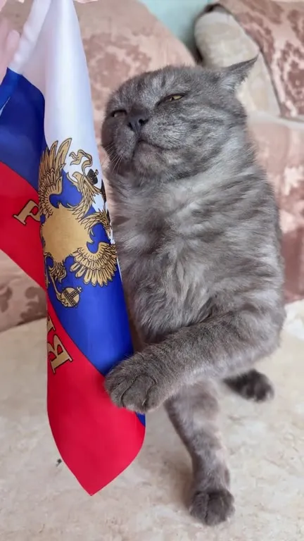 Кот торжественно встречает Победу
