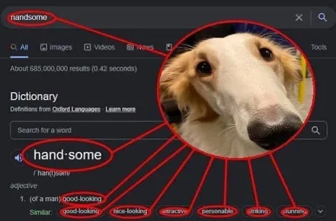 Handsome Borzoi Dictionary Definition