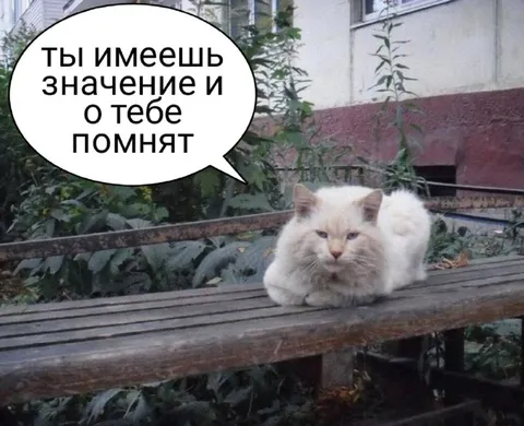 Кот со смыслом жизни