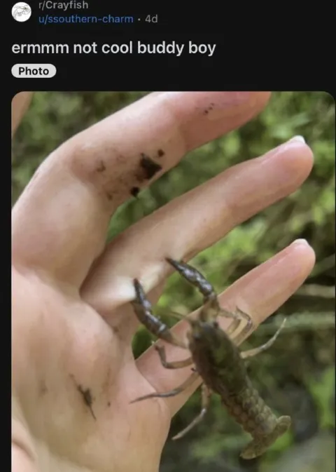 Not Cool Buddy Boy Crayfish
