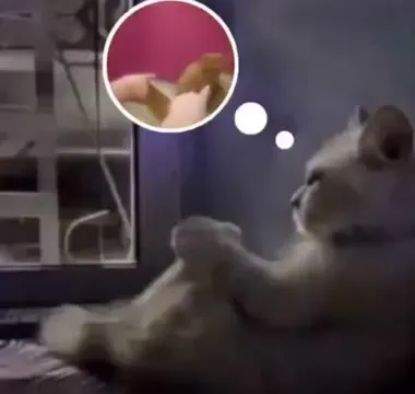 Кот мечтает о странном