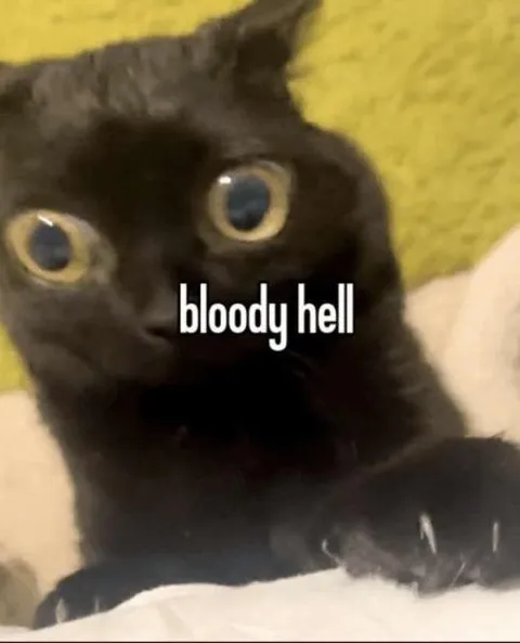 Bloody Hell Cat Reaction