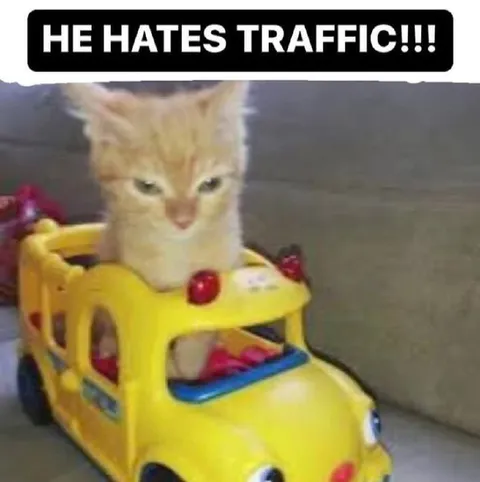Cat Hates Traffic