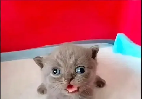 Удивлённый котёнок с открытым ртом