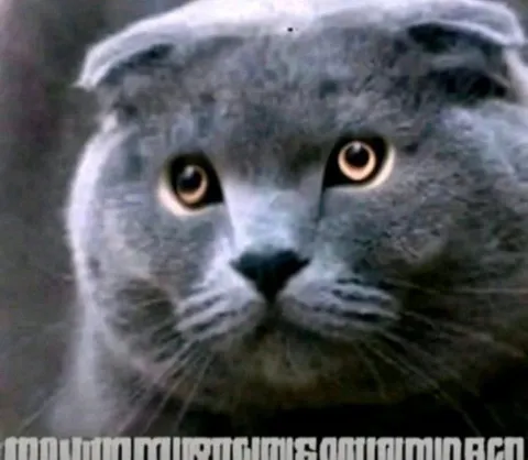 Cat Hears Something Moving