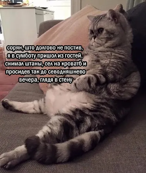 Кот, который долго не постил