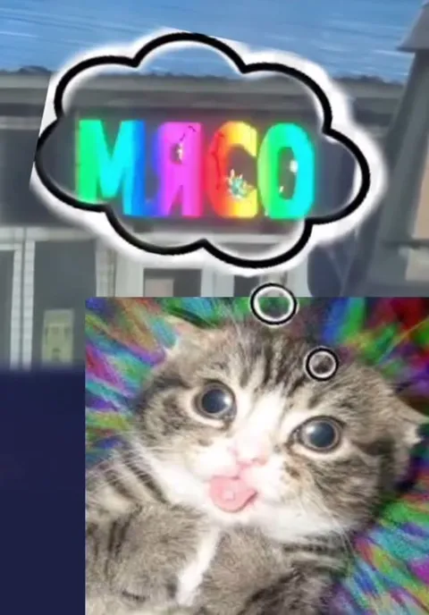 Котик думает о сложном
