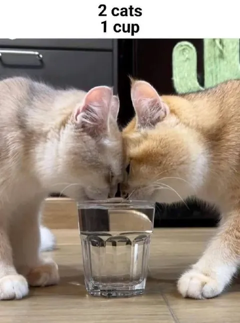 Two Cats One Cup
