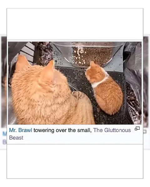 Mr. Brawl Towers Over the Small Cat