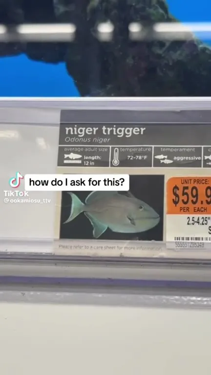 How Do I Ask for This Fish?