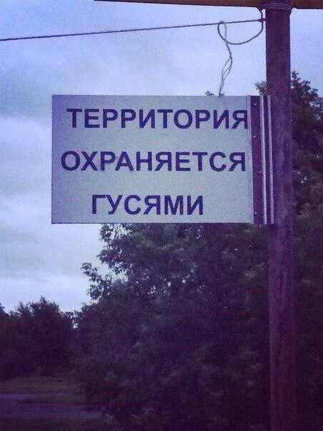 Территория охраняется гусями