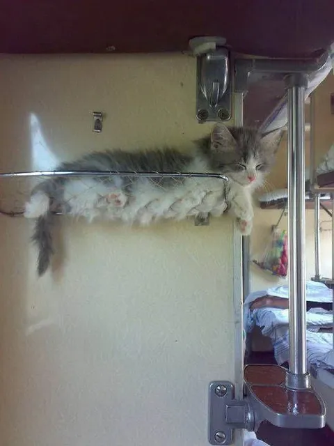 Кот на дверной ручке