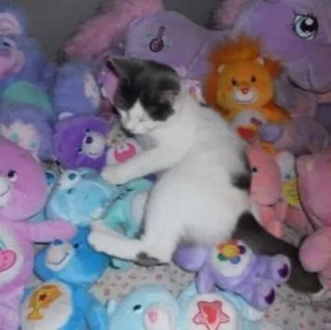 Кот среди плюшевых игрушек