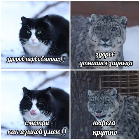 Домашняя кошка и снежный барс