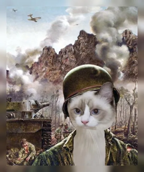 Кот-солдат на войне
