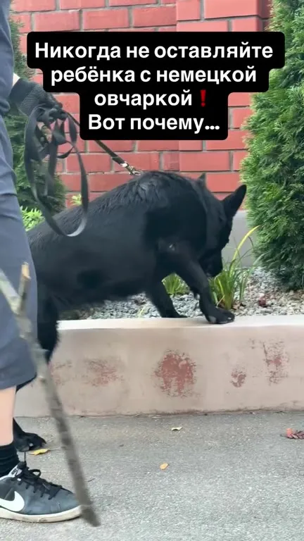 Немецкая овчарка присматривает за ребёнком