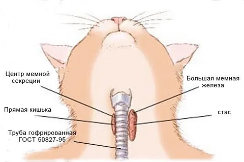 Анатомия мемного кота
