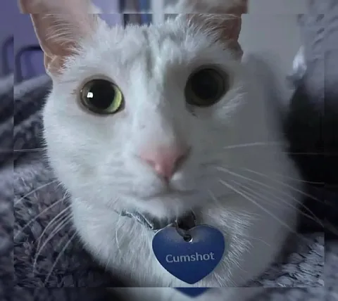 Cat Named Cumshot