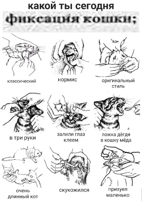 Какой ты сегодня кот