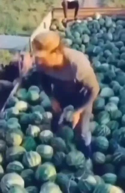 Одобрение среди капусты