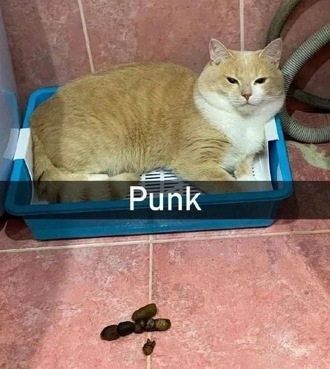 Punk Cat Uses the Litter Box