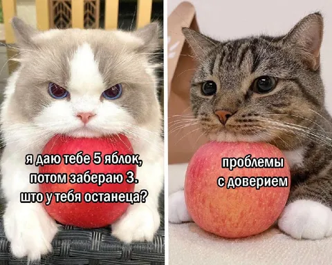 Коты и проблемы с доверием