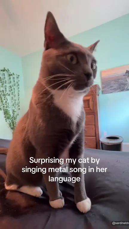 Cat Hears Metal Singing