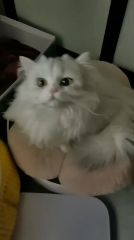 Белый кот сердито мяукает
