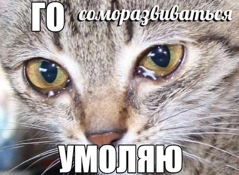 Кот умоляет саморазвиваться