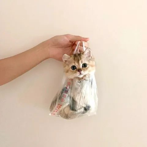 Котёнок в пакете