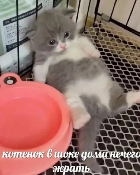 Котёнок в школе голодает