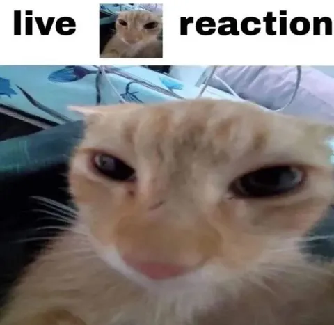 Live Cat Reaction