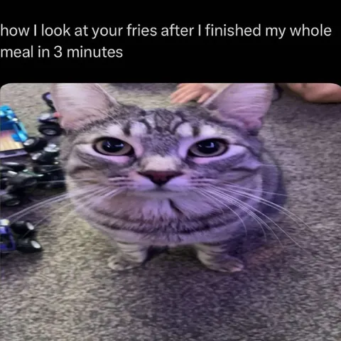 Cat Stares at Your Fries