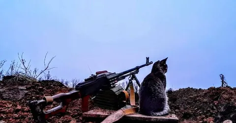 Кот на пулемёте