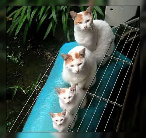 Кошки уменьшаются по лестнице