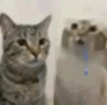 Кот смотрит на странного пса