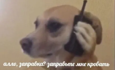 Собака звонит на заправку