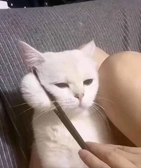 Кот слушает палочку