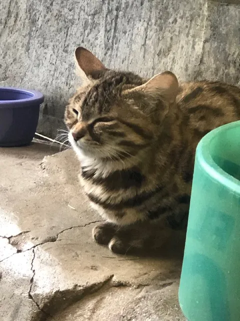 Прищурившийся полосатый кот