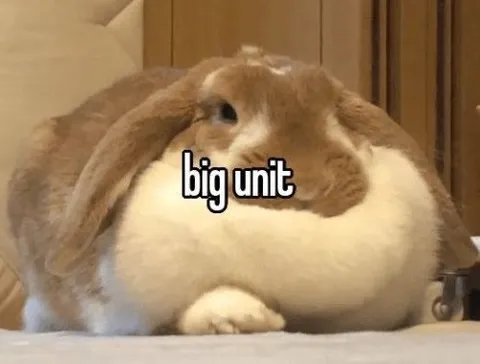 Big Unit Rabbit